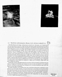 Geotrichum candidum image